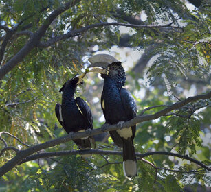 Buceri guanceargentate (Bycanistes brevis) Sylvery-cheeked Hornbills, lago Awasa, lake Awasa