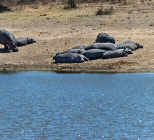 Ippopotami (Hippopotamus amphibius), Hippos PN Kruger, Kruger NP