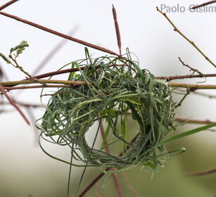 nido in costruzione di uccello Tessitore Weaver's nest under construction, lago Zway, lake Zway