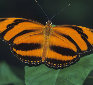 Eliconide (Heliconius)