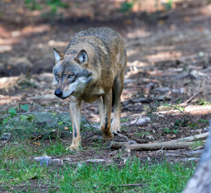 Lupo (Canis lupus), Wolf Bayerischerwald, Germania, Germany