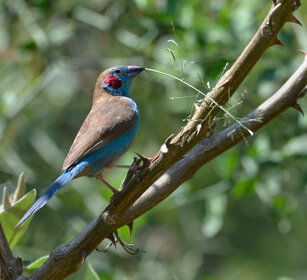 Cordon-blu guance rosse ( Uraeginthus bengalus) Red-cheeked Cordon-bleu, lago Awasa, lake Awasa