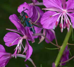 Zigena dell'angelica (Zygaena filipendulae) Six-spot Burnet