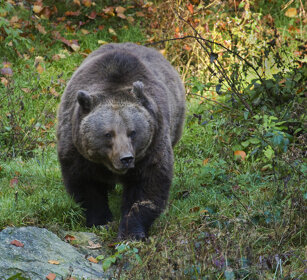Orso bruno (Ursus arctos), Brown Bear Bayerischerwald NP