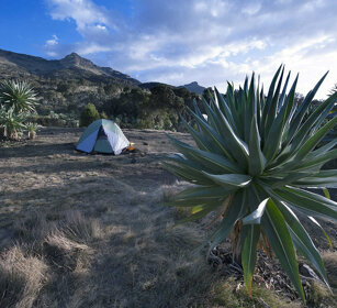 campeggio, camping Lobelie giganti, montagne del Simien. Giant lobelias, Simien mountains, 3700mt