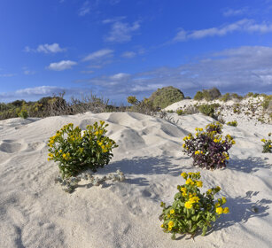 vegetazione dunale, dune vegetation Lanzarote