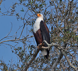 Aquila pescatrice africana Uganda