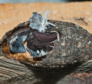 bozzolo di Arpia (Cerura vinula), Puss Moth cocoon