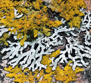 muschi e licheni, moss and lichens