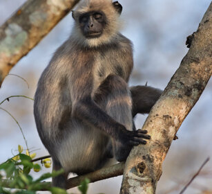 Entello (Semnopitechus entellus), Hanuman Langur Nagarhole NP, Karnataka