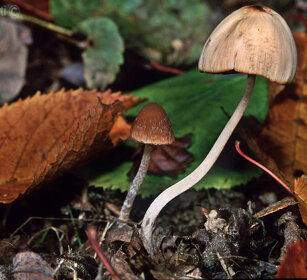 Funghi, mushrooms Cantalupa (To), Piemonte