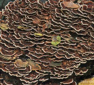 Poliporo, mushrooms Cantalupa (To), Piemonte