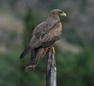 Nibbio beccogiallo (Milvus aegyptius) Yellow-billed Kite, lago Awasa, lake Awasa