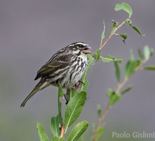 Serino striato (Serinus striolatus) Streakly Seedeater, Debre Libanos
