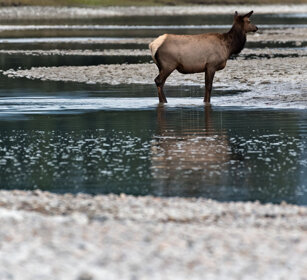 female Wapiti, Banff NP