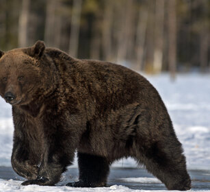 Orso bruno (Ursus arctos), Brown Bear Finlandia, Finland