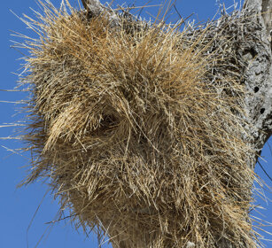 nido di uccello tessitore, Weaver's nest