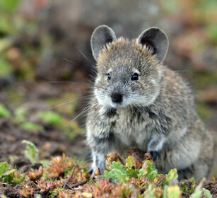 Arvicola dei prati (Arvicanthis blicki) Blicks Grass-rat, Sanetti plateau