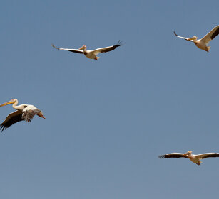 Pellicani (Pelecanus onocrotalus) Great White Pelicans, lago Zway, lake Zway