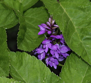 Dactylorhiza fistulosa, wild orchid