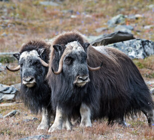 Buoi muschiati (Ovibos moschatus), Muskoxen parco nazionale di Dovrefjell, Dovrefjell NP
