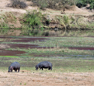 Ippopotami (Hippopotamus amphibius), Hippos fiume Letaba, Letaba river, Kruger NP