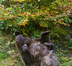 Orso bruno (Ursus arctos), Brown Bear Bayerischerwald NP