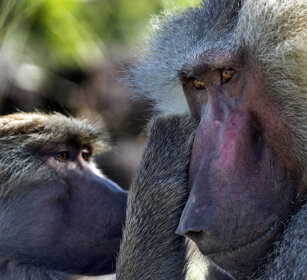 grooming, Amadriadi, Amadryas Baboons parco Awash, Awash NP