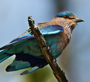 Ghiandaia (Coracias benghalensis), Indian Roller Nagarhole NP, Karnataka