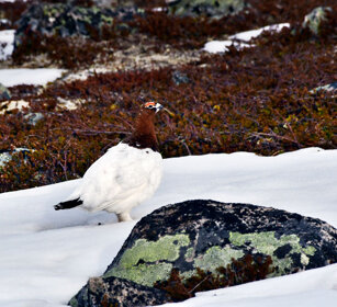 Pernice bianca nordica, Willow Grouse Norvegia, Norway, Varanger