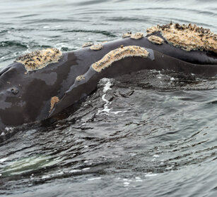 Balena franca australe (Eubalaena australis) Southern Right Whale, Hermanos