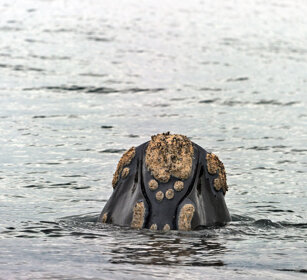 Balena franca australe (Eubalaena australis) Southern Right Whale, Hermanos