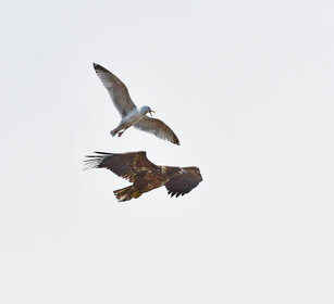 Aquila e Gabbiano. White-tailed Eagle and Gull Norvegia, Hornoia. Norway, Hornoia. Mobbing Aquila e Gabbiano. White-tailed Eagle and Gull Norvegia, Hornoia. Norway, Hornoia. Mobbing