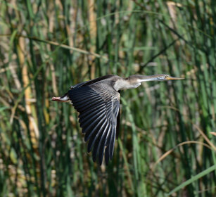 Aninga africana, Anhinga rufa, African Darter lago Zway, lake Zway
