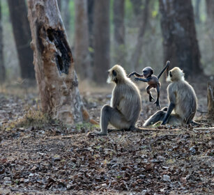 Entelli (Semnopitechus entellus), Hanuman Langurs Nagarhole NP, Karnataka