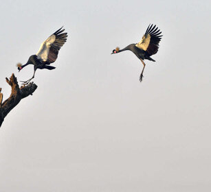 Gru coronate, Crested Cranes lago Tana, lake Tana