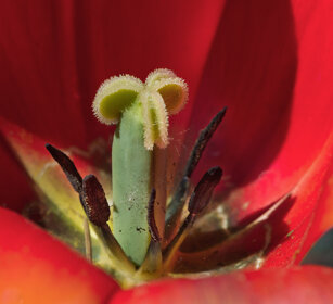 pistilli di Tulipano, Tulip pistils