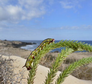 bruco di Sfinge dell'Euforbia (Hyles tithimali) Hawkmoth caterpillar, Fuerteventura
