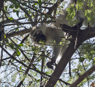 Cercopiteco verde (Chlorocebus pygerythrus) Vervet Monkey, Serengeti NP