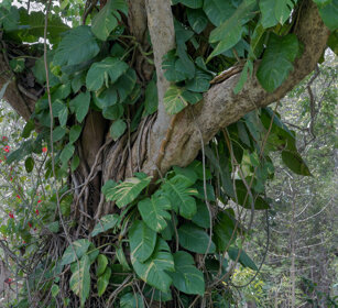 Mitragyna parvifolia, Yellow Cheesewood Nagarhole NP, Karnataka