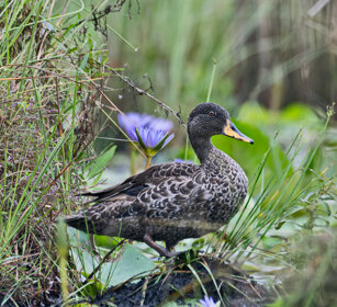 Germano beccogiallo Uganda