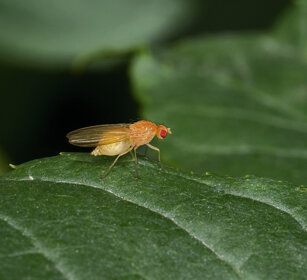 dittero, dipteron