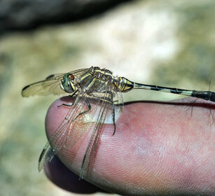 Libellula, Dragonfly parco Awash, Awash NP
