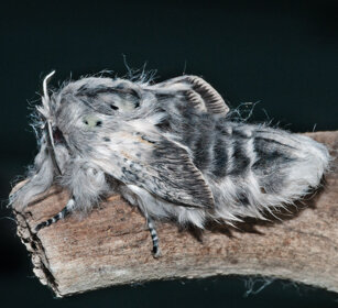 Arpia (Cerura vinula), Puss Moth