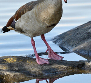 Oca egiziana (Alopochen aegyptiaca) Egyptian Goose, lago Awasa, lake Awasa