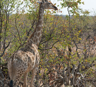 Giraffa sudafricana, (Giraffa camelopardalis g.) South African Giraffe, PN Kruger, Kruger NP