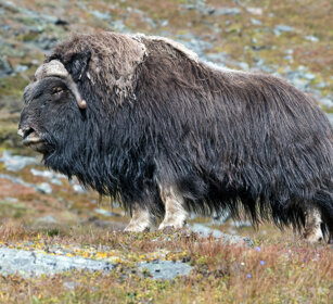 Bue muschiato (Ovibos moschatus), Muskox parco nazionale di Dovrefjell, Dovrefjell NP