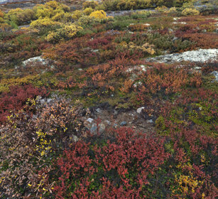 tundra parco nazionale di Dovrefjell, Dovrefjell NP