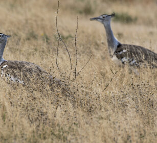 Otarde di Kori (Ardeotis kori), Kori Bustards Etosha NP