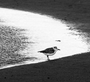 Corriere marginato (Charadrius marginatus) Namibia 